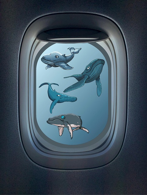 Ballena, Bajo La Ventana Del Mar
