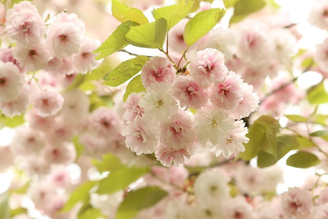 Blüte, Blumen, Natur, Blühen, Baum