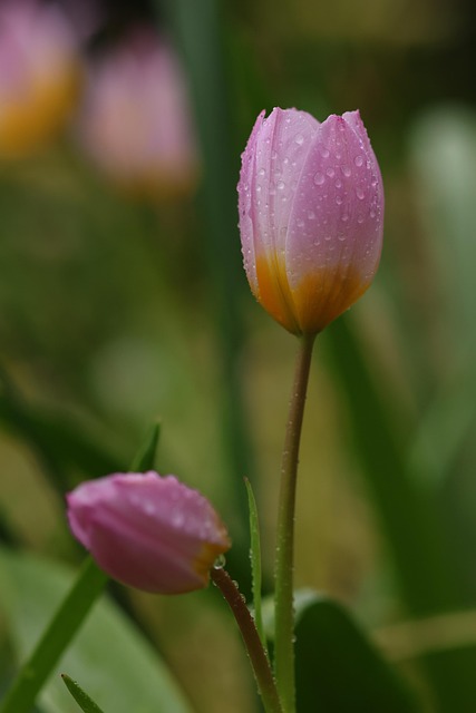 Keukenhof, Natur, Tulpen, Holland