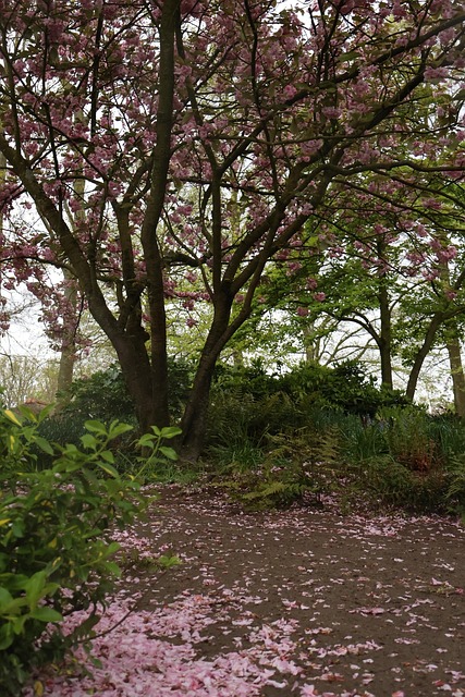 Keukenhof, Natur, Holland, Garten, Blume