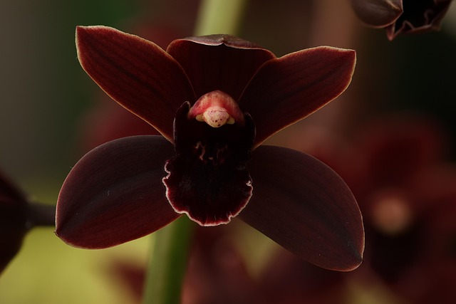 Orchidee, Natur, Blume, Botanik