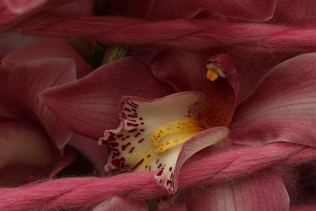 Orchidee, Natur, Blume, Blühen, Botanik