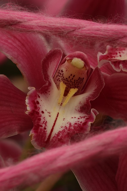 Orchidee, Natur, Blume, Botanik
