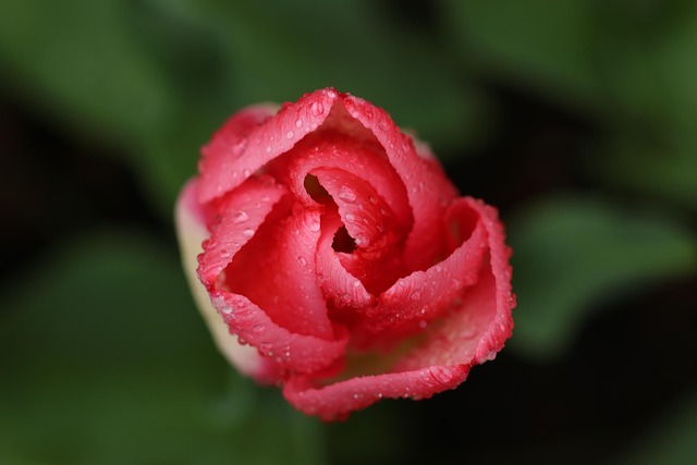 Rose, Blume, Pflanze, Tau, Nass