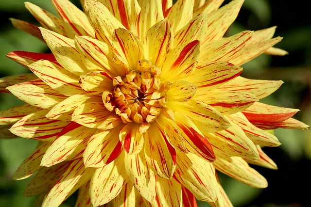 Free Flower Dahlia photo and picture