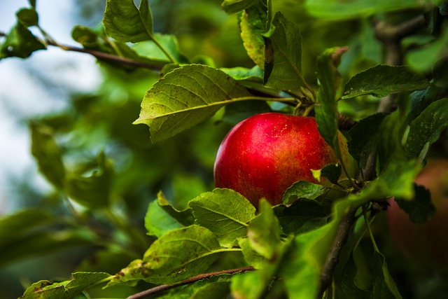Free Apple Fruit photo and picture