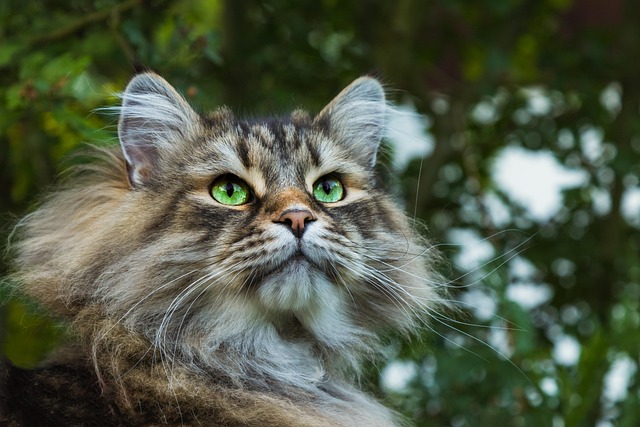 Free Cat Siberian photo and picture