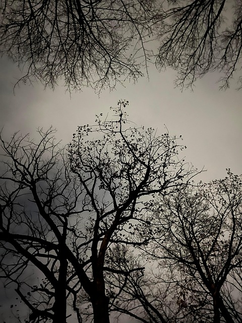 Free Forest Night photo and picture