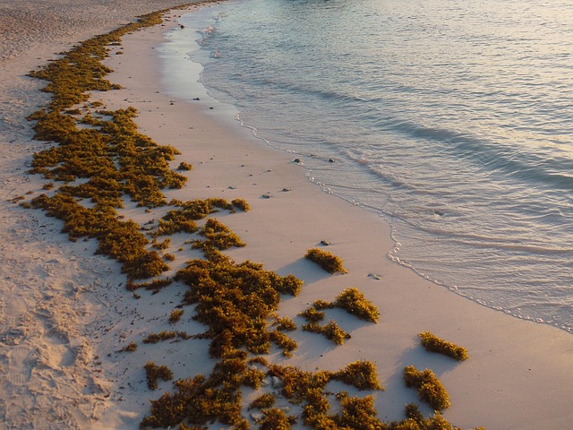 Plajă, Litoral, Coasta, Alge, Calm