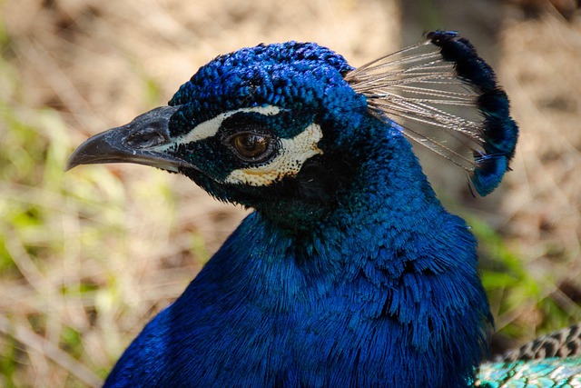 Free Peacock Bird photo and picture