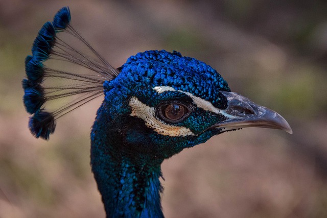 Free Peacock Bird photo and picture