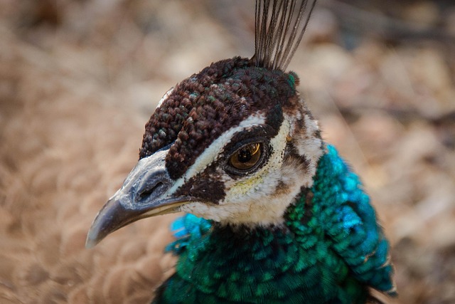 Free Peacock Bird photo and picture