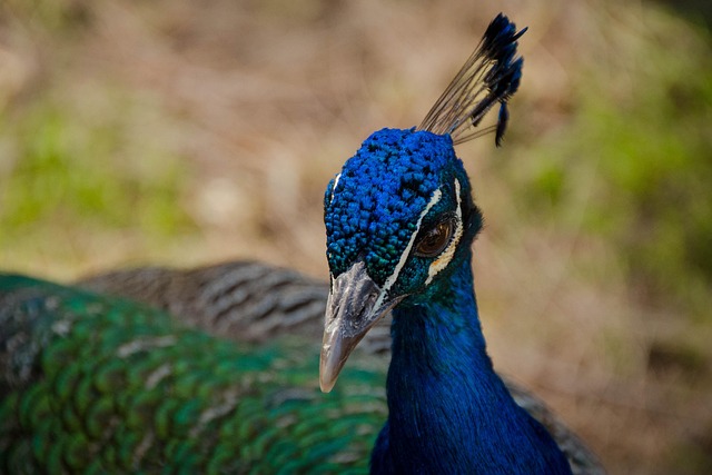 Free Peacock Bird photo and picture