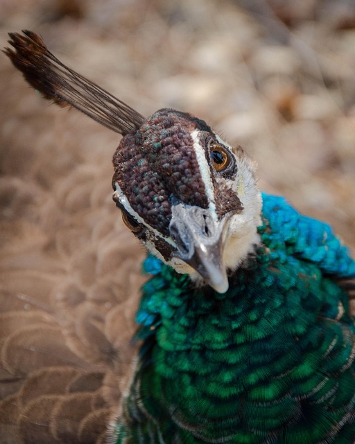 Free Peacock Bird photo and picture