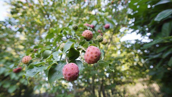 Free Dogwood Cornus photo and picture