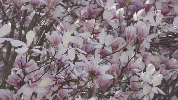 Free Magnolia Blossom photo and picture