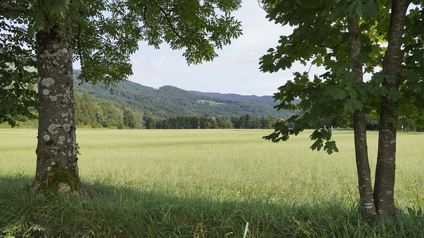 Free Meadow Nature photo and picture