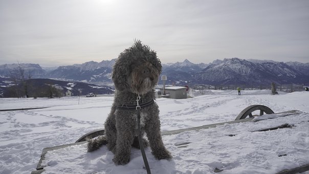 Free Water Dog Dog photo and picture