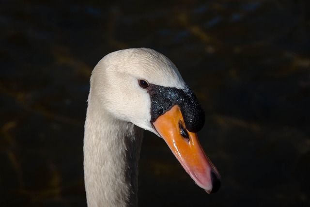 Free Bird Swan photo and picture