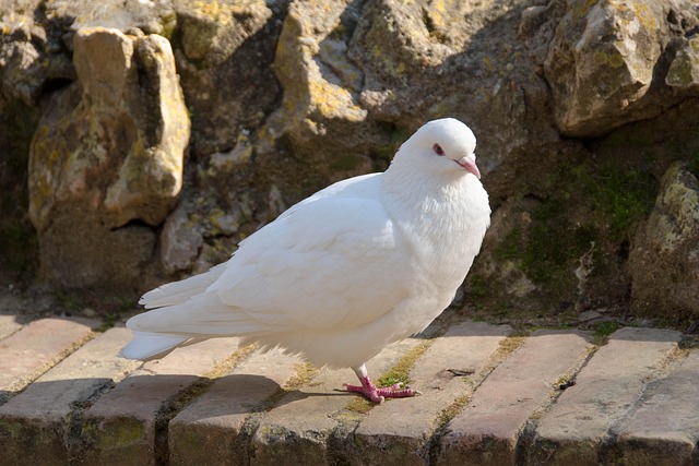 Free Bird Animal photo and picture