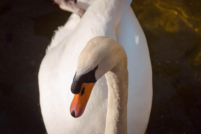 Free Swan Bird photo and picture