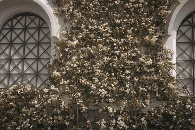 Anacapri, Capri, Flori, Epocă, Vacanţă