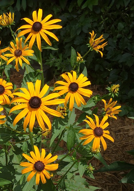 Free Black Eyed Susan Flower photo and picture