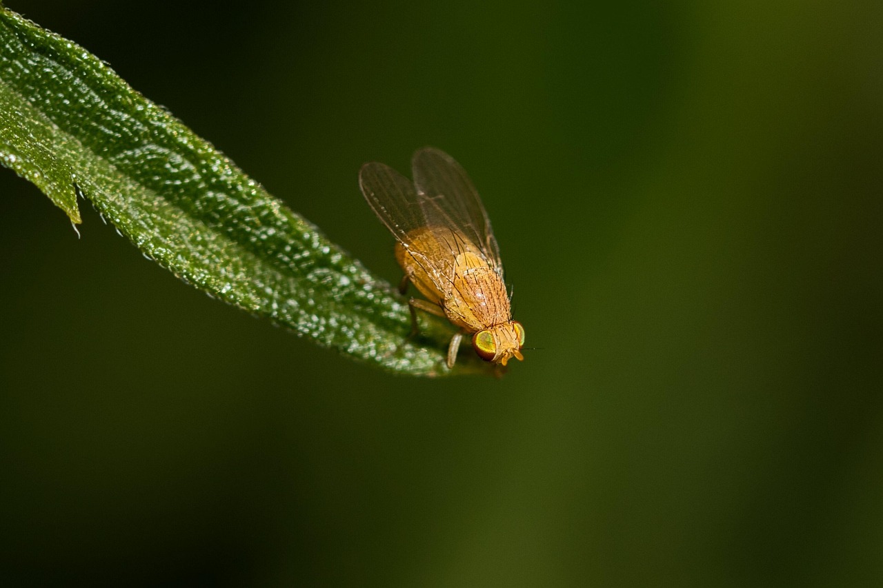 Flo Insect Fly Insect Wildlife - Free photo on Pixabay - Pixabay