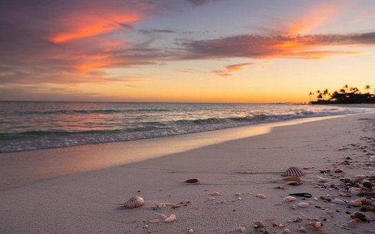 Free Beach Seashell photo and picture