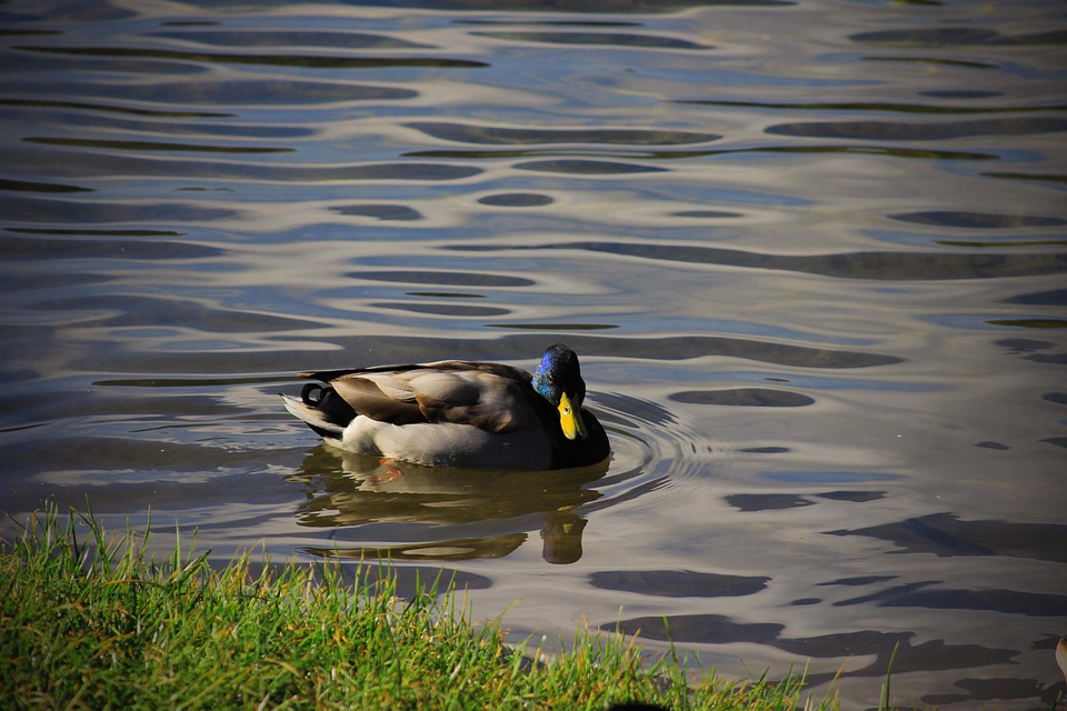 Lake Riding Duck Duck Bird Lake - Free photo on Pixabay - Pixabay