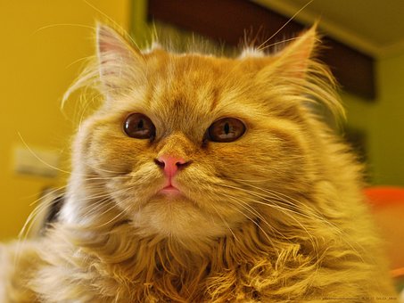Kat, Feline, Maskot, Persisk, Dyr