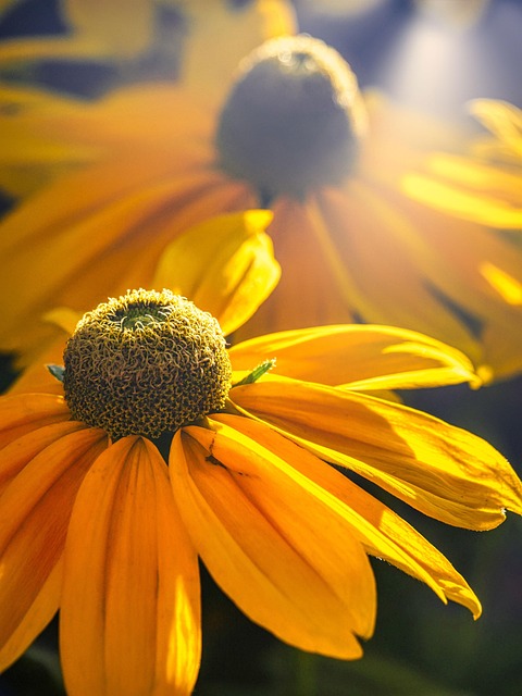 Chrpy, Žlutá, Květiny, Bloom