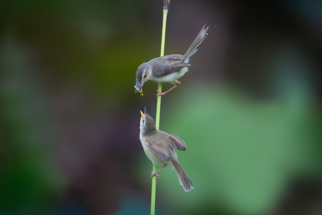 Download free HD stock image of Birds Wildlife Free Birds Wildlife photo and picture