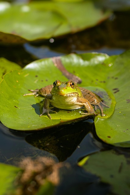frog, lily pad, pond, wetland, wildlife, amphibian, habitat, water lily, nature, freshwater, aquatic life