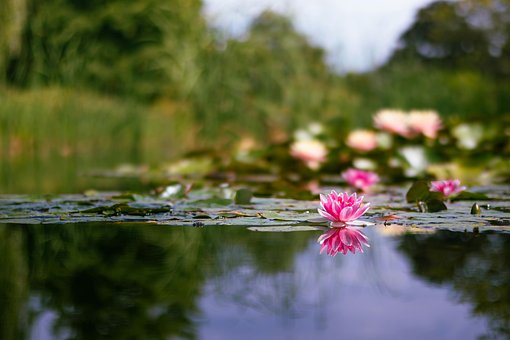 Free Flower Water Lily photo and picture