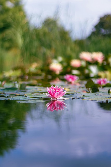Blomst, Vannlilje, Liljeunderlag, Dam