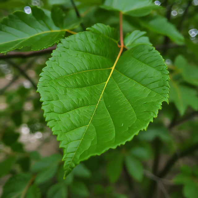 Natur, Blatt, Pflanze, Grün, Botanik