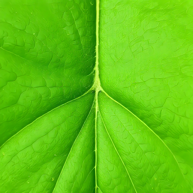 Natur, Blatt, Pflanze, Grün, Botanik