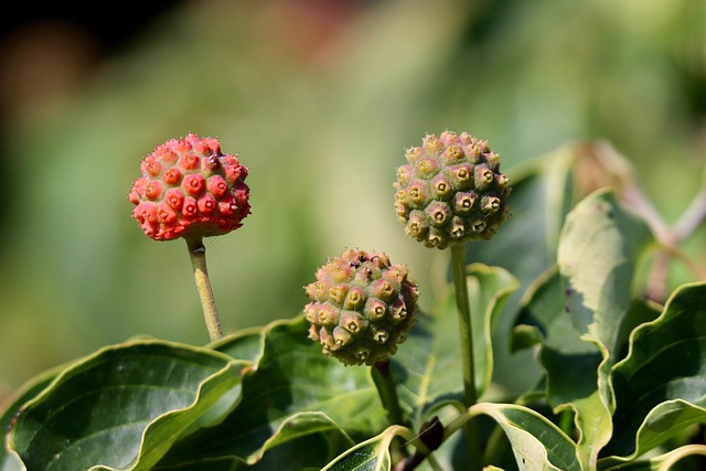 Hartriegel, Cornus, Hornstrauch