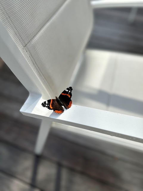Free Butterfly Nature photo and picture