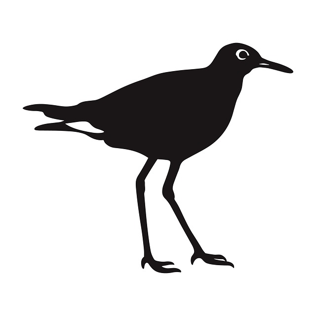 Free Ai Generated Lapwing illustration and picture