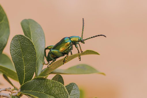 Free Macro Côn Trùng photo and picture