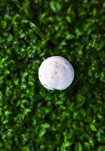 Free Mushroom Toadstool photo and picture