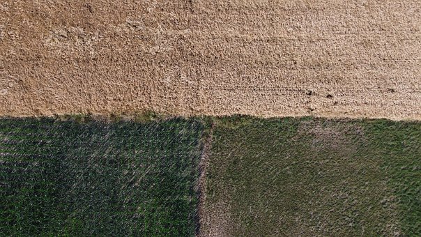 Free Cereal Nature photo and picture