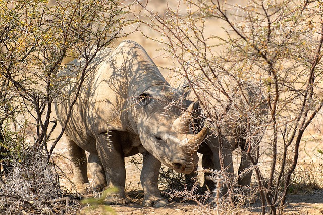 Free Rhinoceros Rhino photo and picture