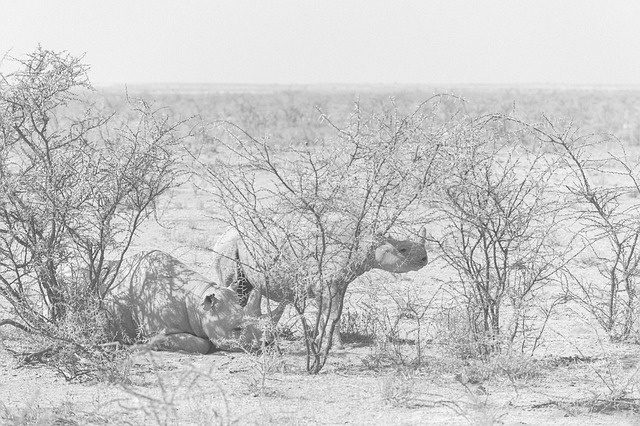 Free Rhinoceros Rhino photo and picture