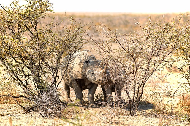 Free Rhinoceros Rhino photo and picture