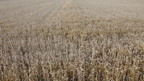 Free Cereal Field photo and picture