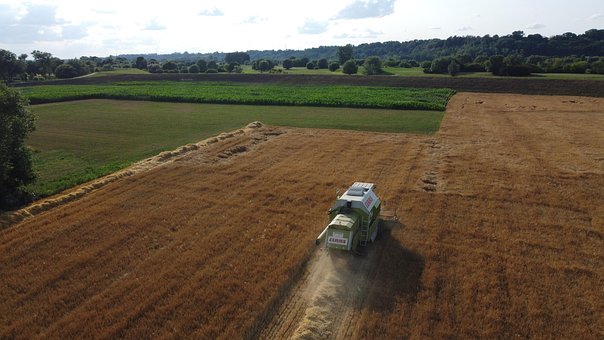 Free Cereal Harvest photo and picture