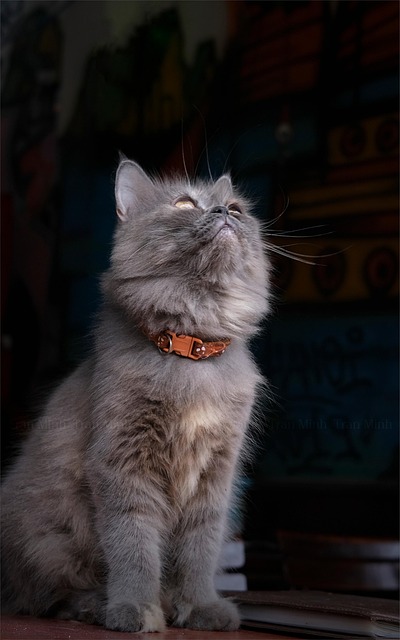 Free Cat Dream photo and picture